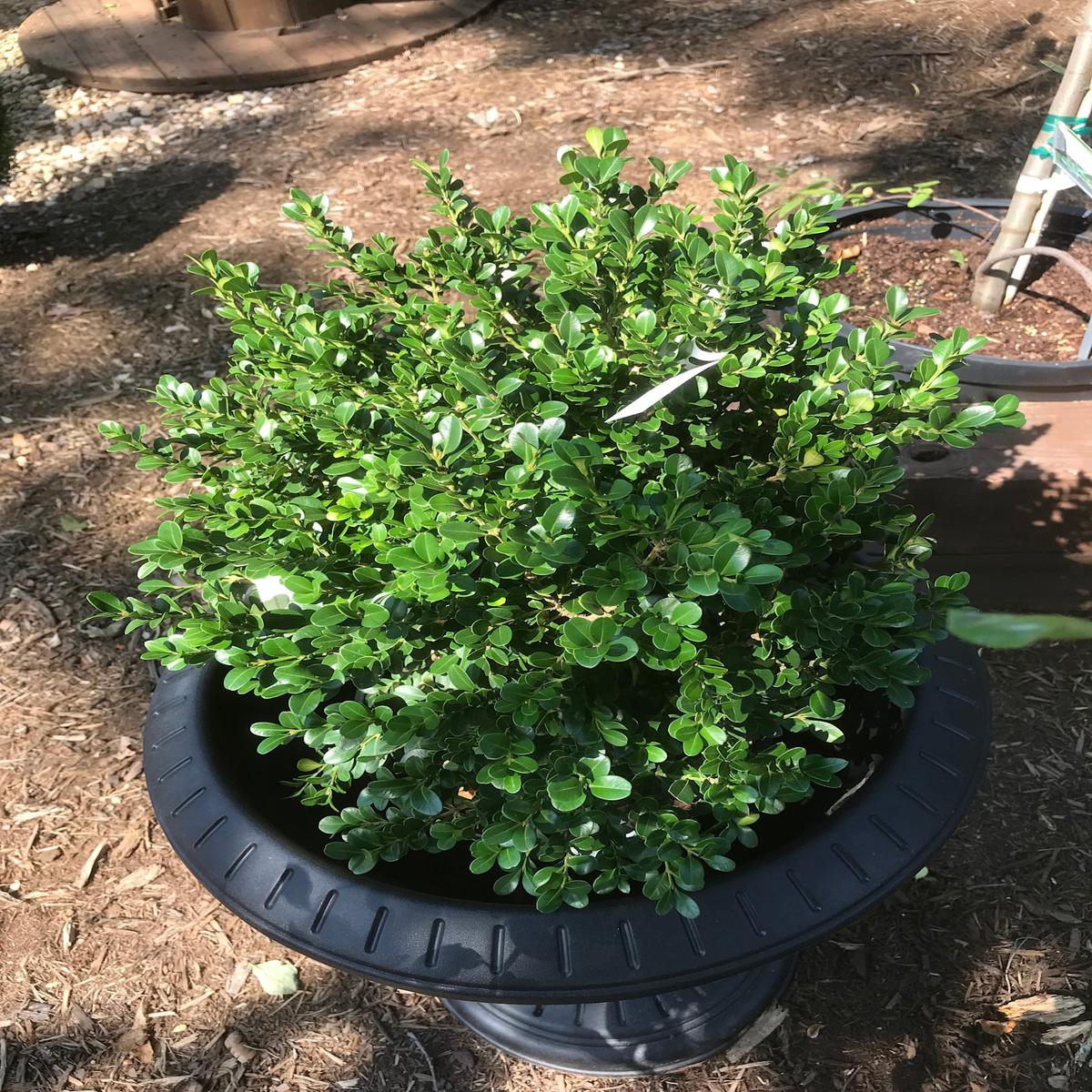 Boxwood, Buxus microphylla var. japonica 'Green Beauty' 18-21