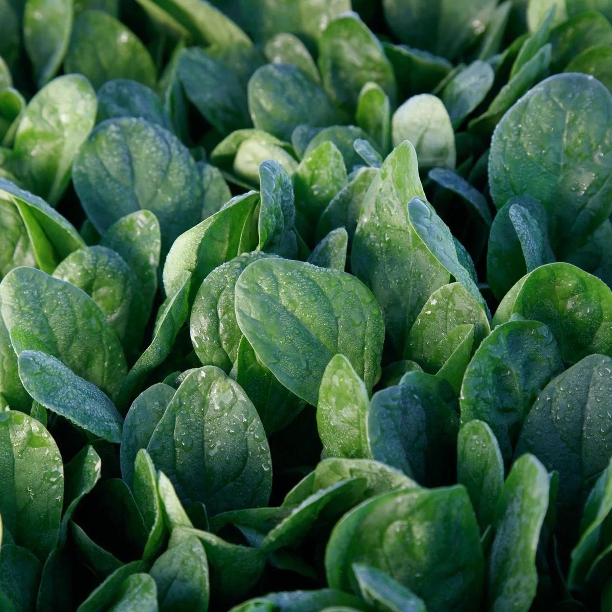 Lakeside Hybrid Spinach Seeds 65300