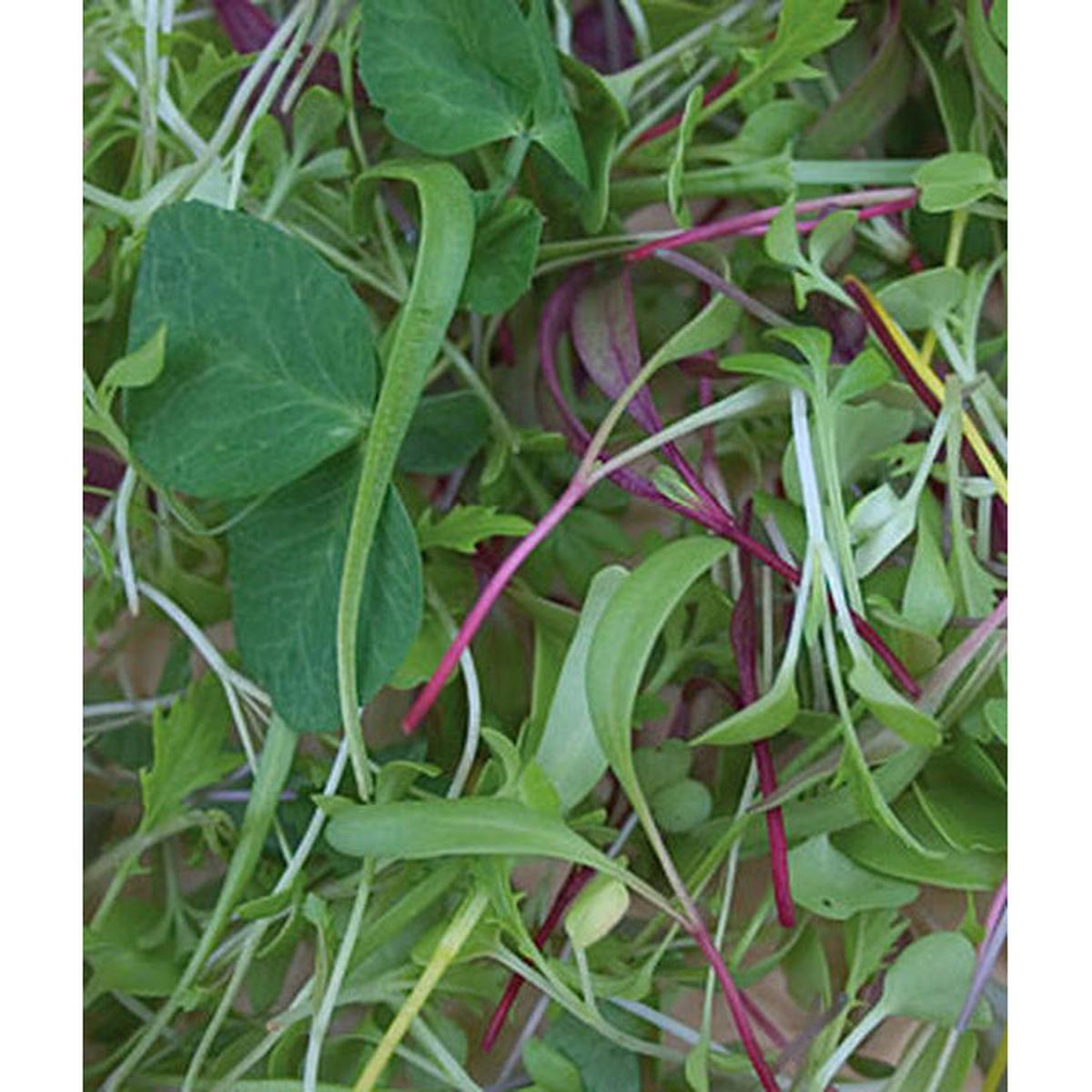 Microgreens Rainbox Mix Seed Pack 62140