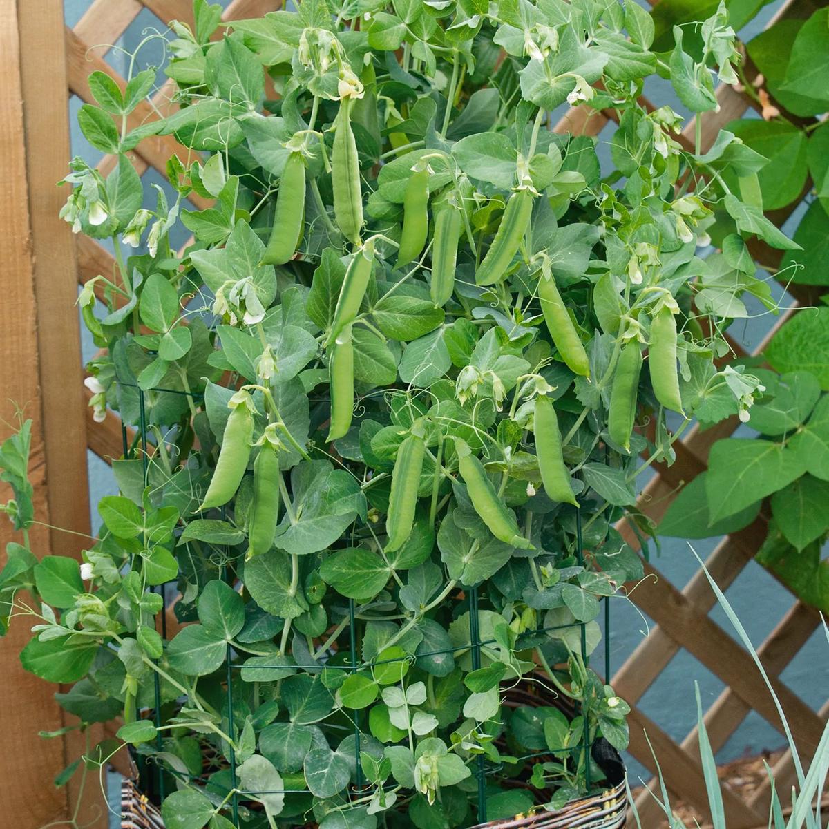 Patio Pride Snap Pea Seeds 63100