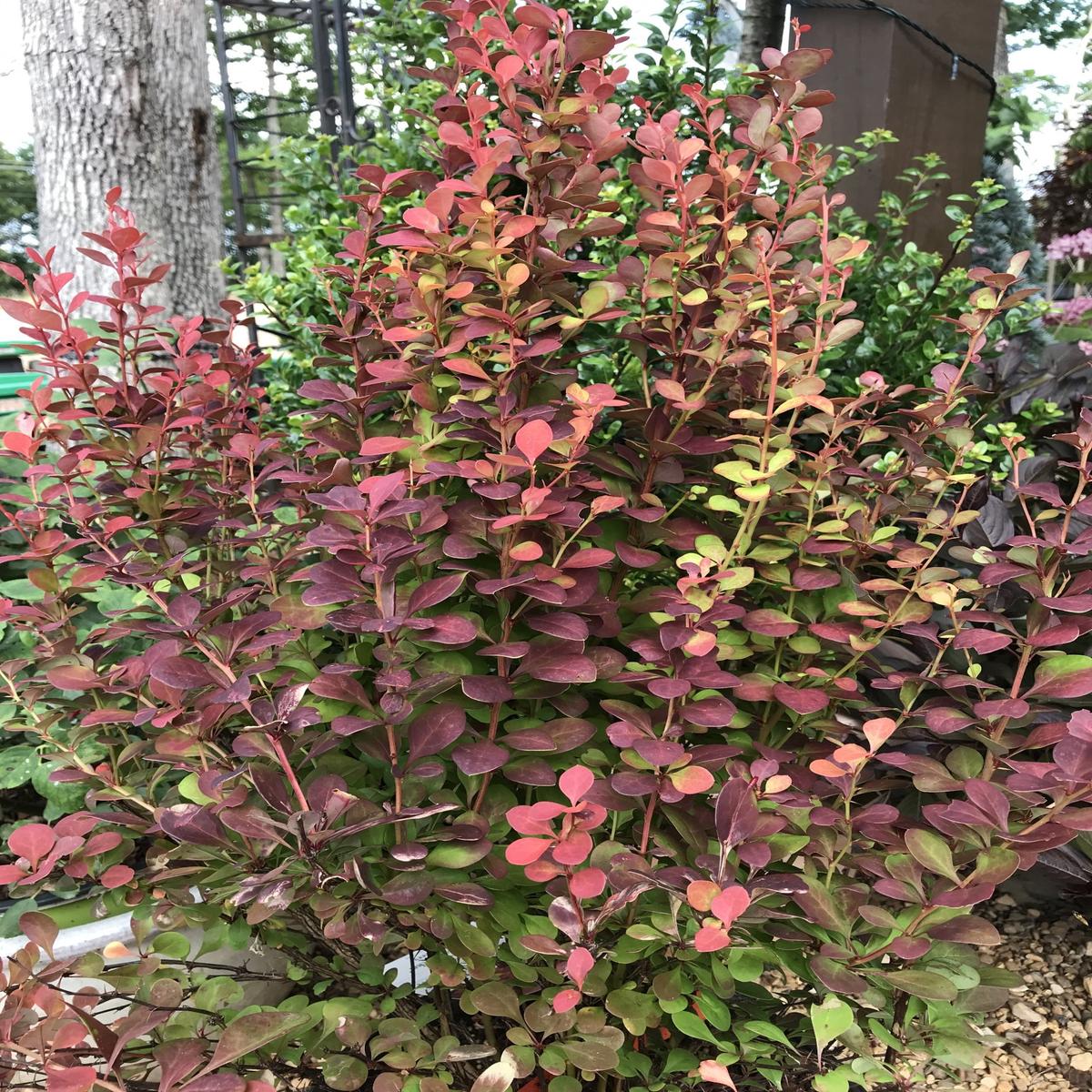 'Orange Rocket' SL Berberis