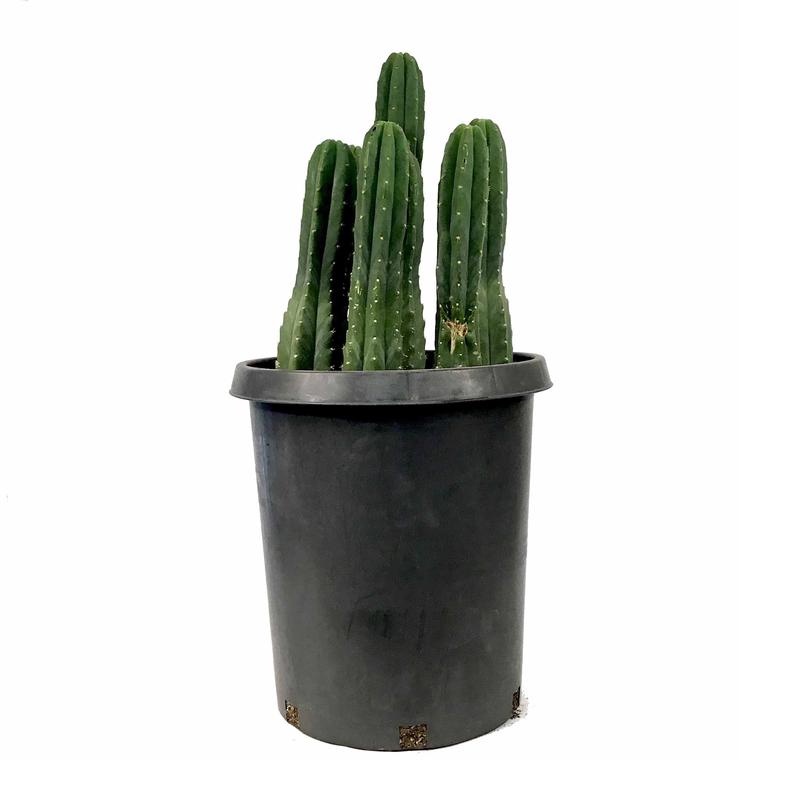 Cactus, 15 gal, Trichocereus Pachanoi San Pedro