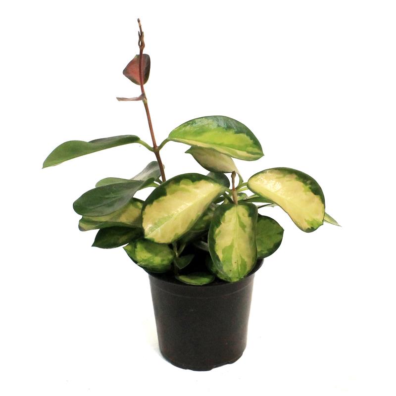 Hoya, 4in, Australis, Tricolor