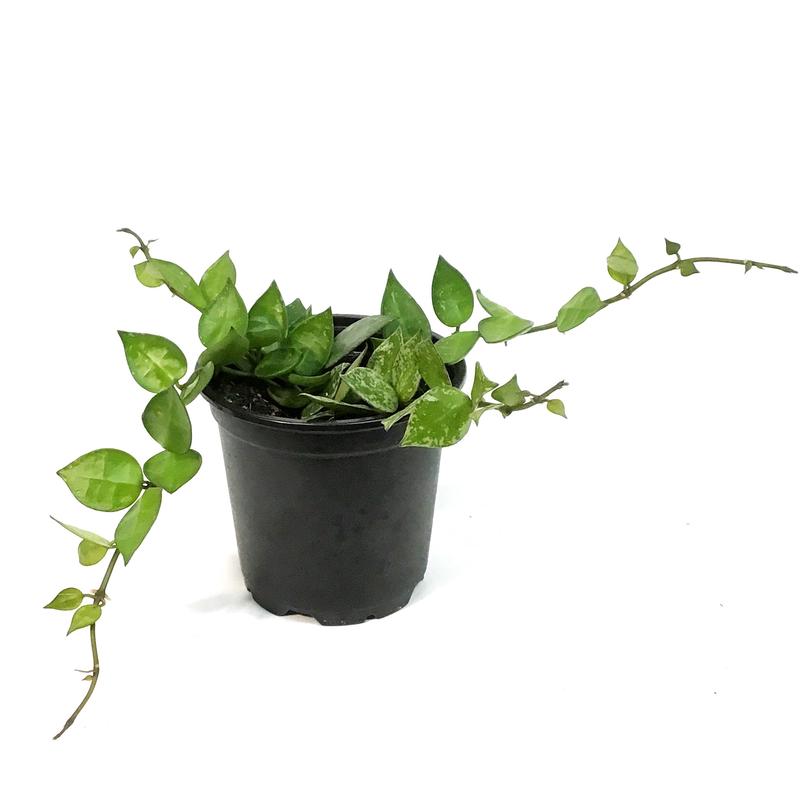 Hoya, 4in, Krohniana Splash