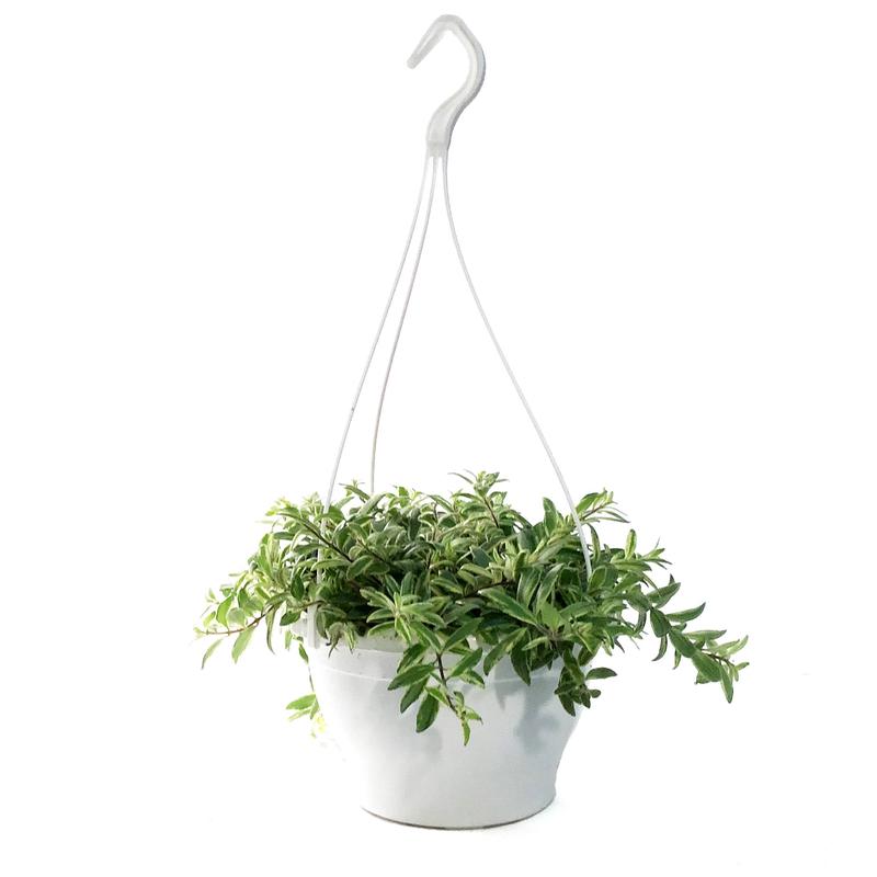 Lipstick Plant, 7.5in HB, Bolero Bicolore