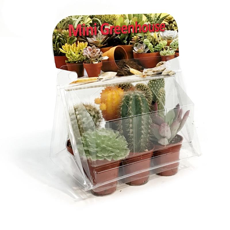 1.5in Cactus Mini Greenhouse