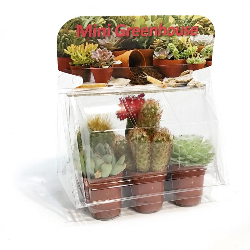 1.5in Rainbow Mix Mini Greenhouse