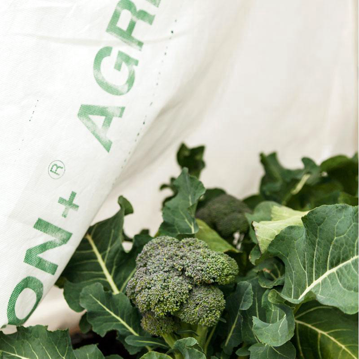Agribon AG-30 Floating Row Cover (26X 800)