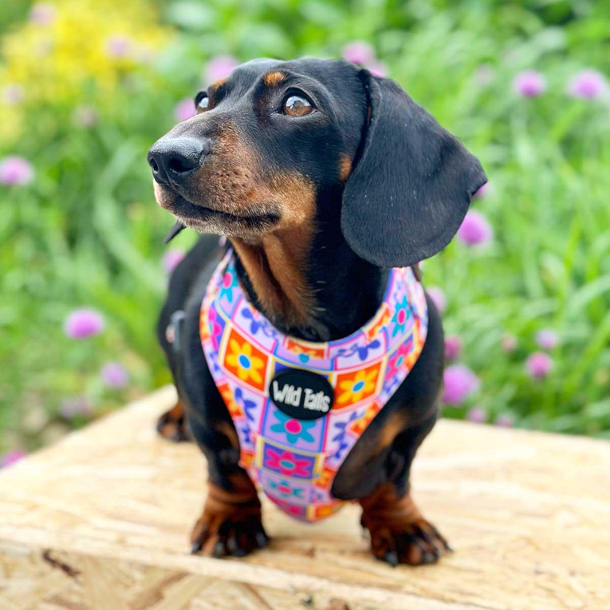 WILD TAILS Flower Power Harness